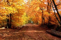 Herbst-Wald