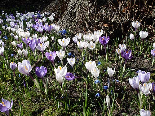 Frühlingsblumen