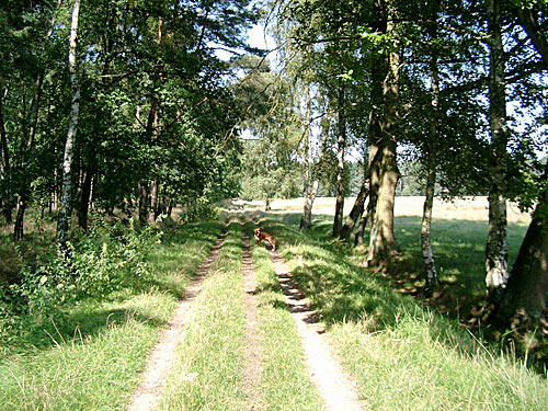 Wentorfer Lohe Baeume