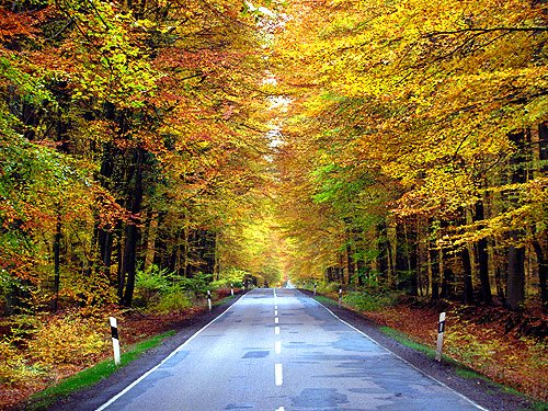 Herbst Strasse Sachsenwald