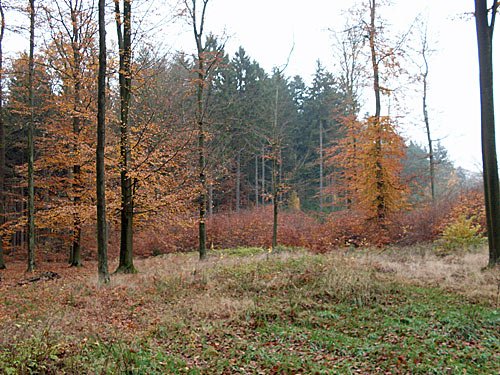 Sachsenwald