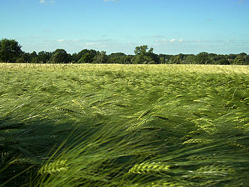 Kornfeld bei Reinbek