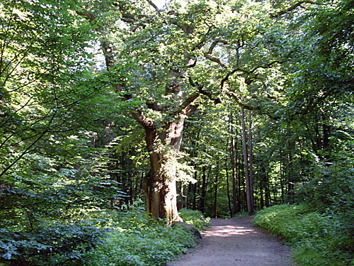 alte Eiche in Reinbek