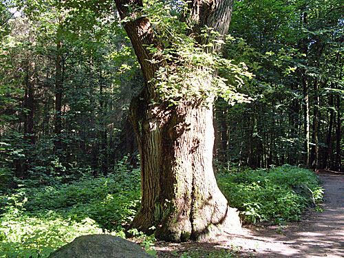 alte Eiche Reinbek
