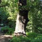 Reinbek alte Eiche