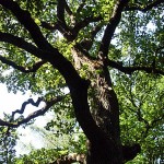 Eiche in Reinbek Loddenallee