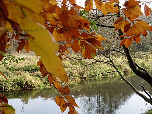 Bille bei Reinbek im Herbst