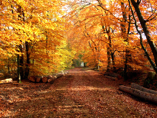 Herbstwald - Reinbek Herbst Bilder