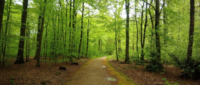 Frühling Wald Reinbek